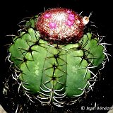 Melocactus actinacanthus (nueva Presa La Coca, L.H., Cu) JB.JPG